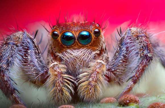 Vibrant Jumping Spider wallpapers hd quality