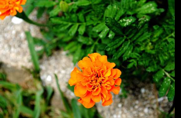 Vibrant Marigold A Touch of Nature wallpapers hd quality