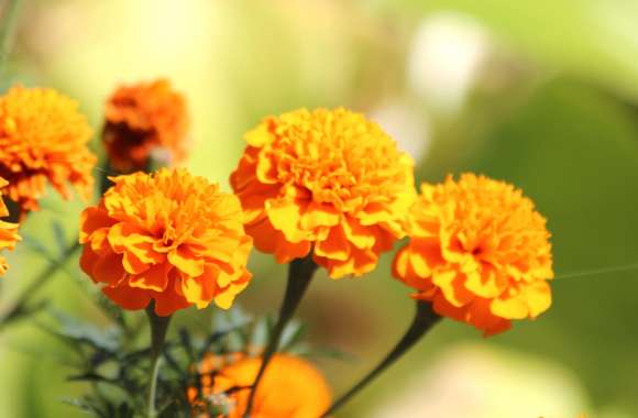 Vibrant Marigold Beauty -