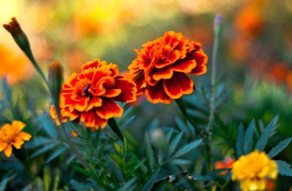 Vibrant Marigold Blossoms A Stunning