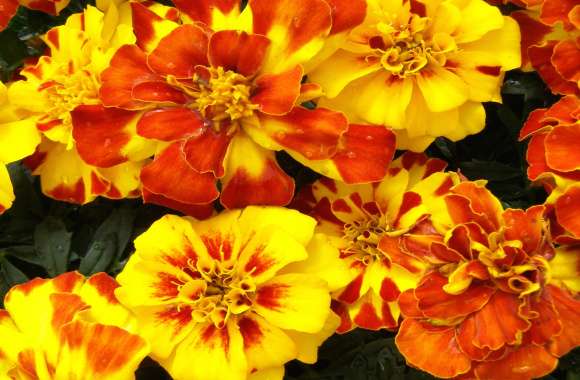 Vibrant Marigold Garden of Orange and Yellow Blooms