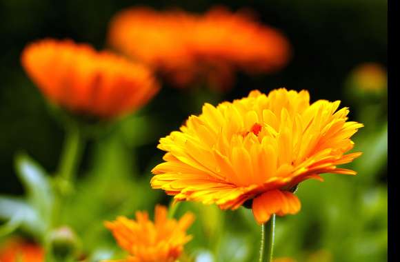 Vibrant Marigold in Nature -