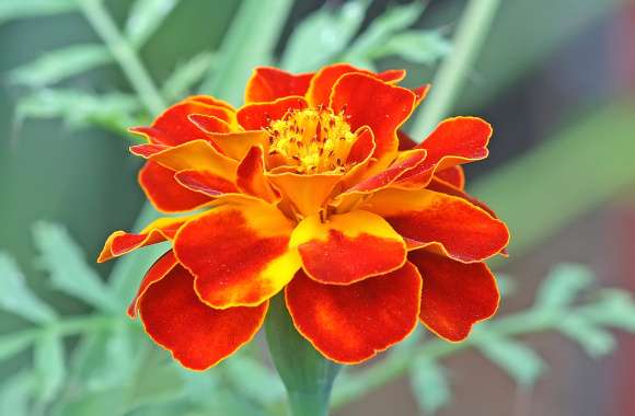 Vibrant Marigold of an Orange Bloom