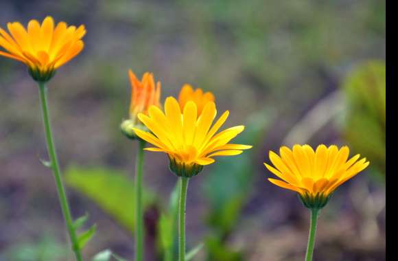 Vibrant Marigolds Stunning HD Nature Wallpaper wallpapers hd quality