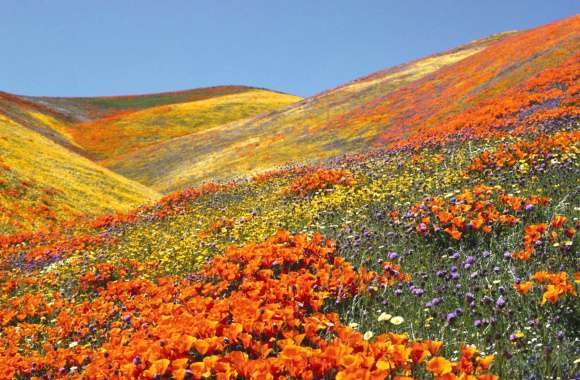 Vibrant Nature A Stunning of Flower Fields