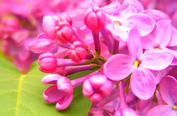 Vibrant Nature of Beautiful Pink Flowers