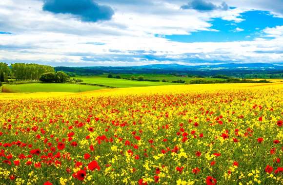 Vibrant Nature of Blooming Fields