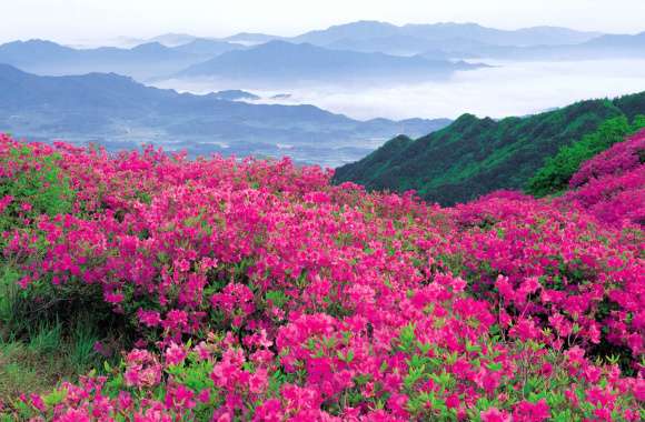 Vibrant Nature of Blooming Flowers in Majestic Landscape