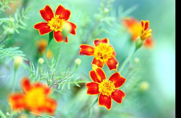 Vibrant Orange Marigold Macro wallpapers hd quality