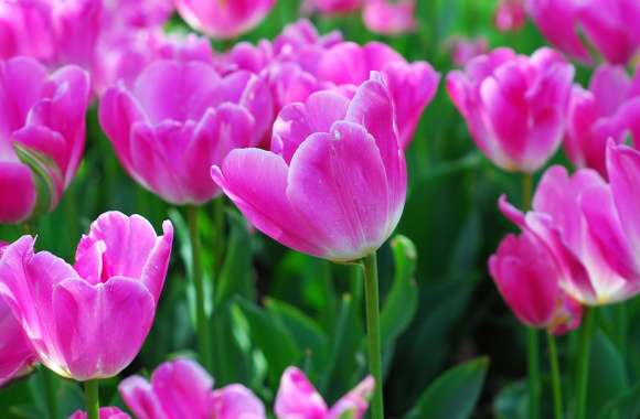 Vibrant Pink Tulips A Stunning HD Nature Wallpaper wallpapers hd quality