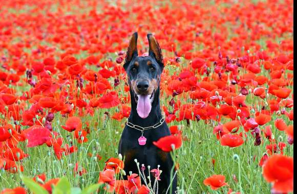 Vibrant Poppies and a Doberman A