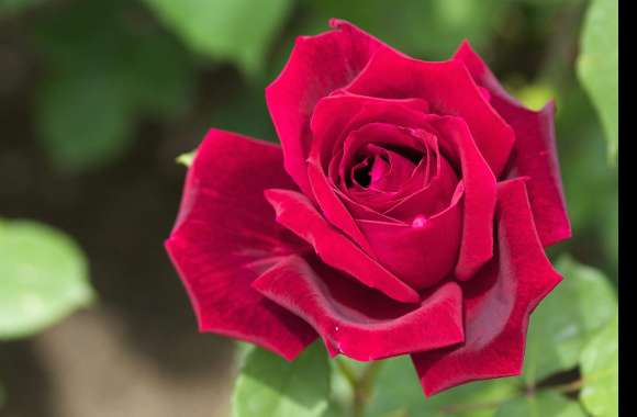 Vibrant Red Rose A Stunning