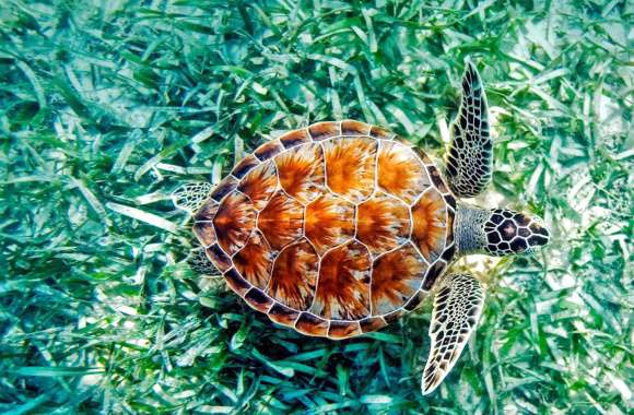 Vibrant Sea Turtle