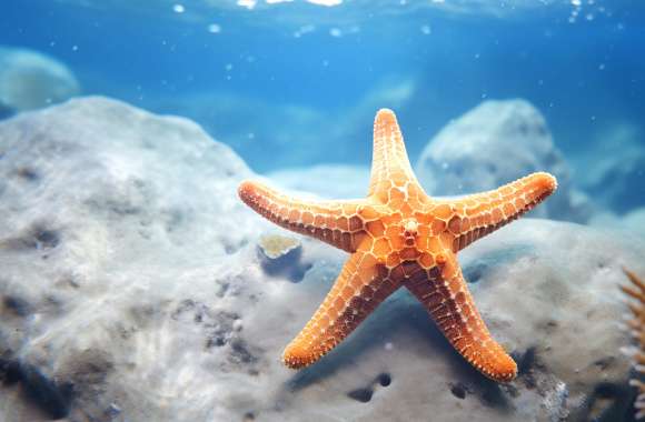 Vibrant Starfish in Ocean - HD Sea Life Wallpaper