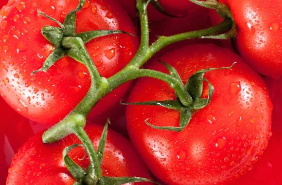 Vibrant Tomato - Freshness Captured