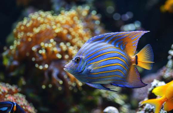 Vibrant Tropical Fish