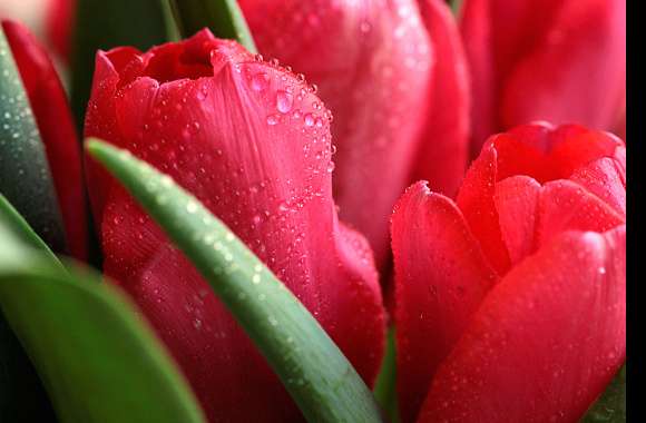 Vibrant Tulip A Splash of Nature