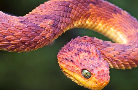 Vibrant Viper