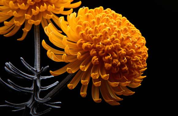 Vibrant Yellow Chrysanthemum