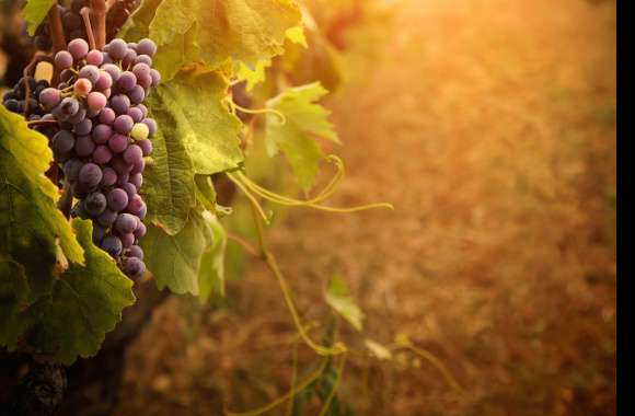 Vineyard Bliss Grapes and Leaves in