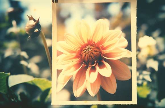 Vintage Floral Elegance - HD Dahlia Wallpaper
