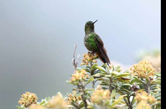 Viridian Metaltail Animal Hummingbird