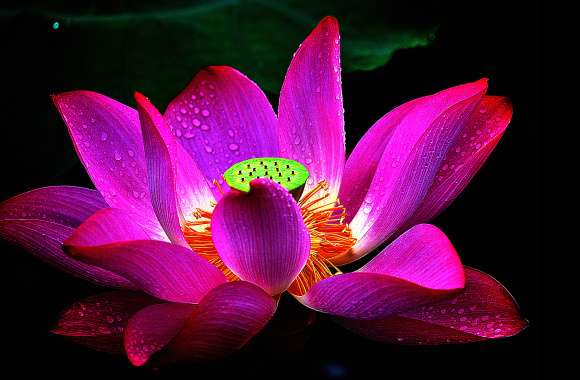 Vivid Lotus Raindrops A HD Floral Delight