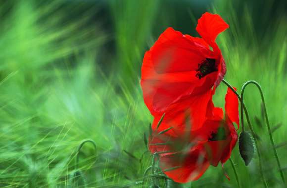 Vivid Poppy in Nature