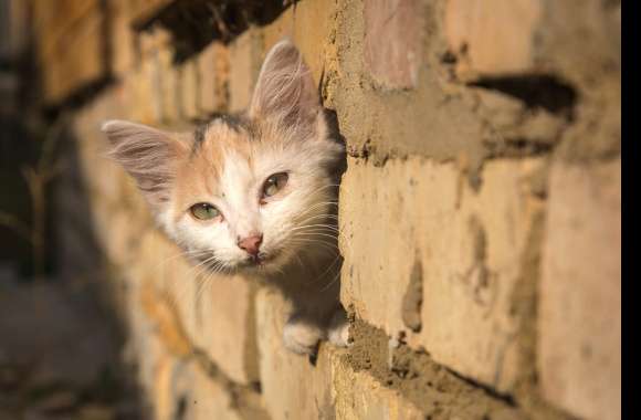 Wall Kitten Animal Cat