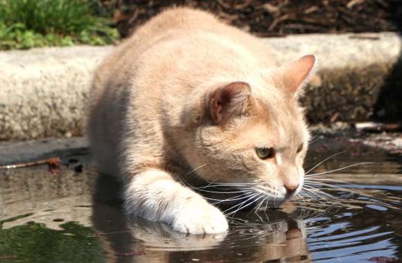 Water Animal Cat wallpapers hd quality