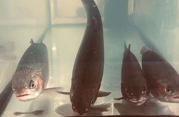 Water Aquarium Wooden Sharp Animal Fish wallpapers hd quality