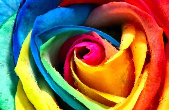 Water Drop Colorful Flower Rose
