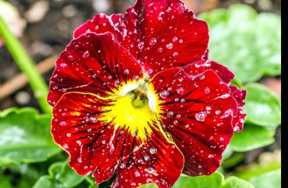 Water Drop Red Flower Close-up Flower Nature Pansy