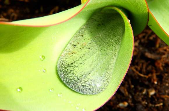 Water in a flower