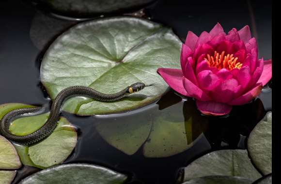 Water Lily Animal Snake wallpapers hd quality