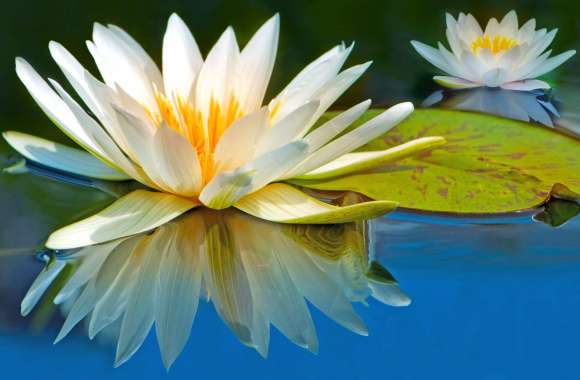 Water Reflection Flower Water Lily