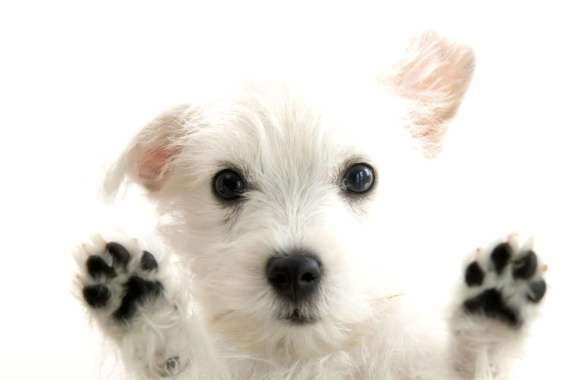 Westie Pup wallpapers hd quality