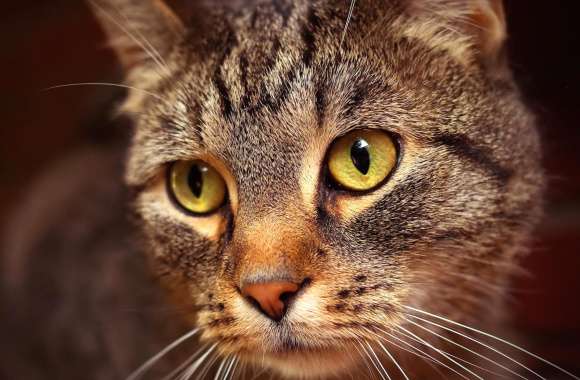 Whiskers Face Animal Cat wallpapers hd quality