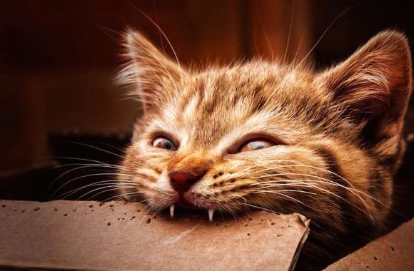 Whiskers in a Box A Charming HD Cat Wallpaper