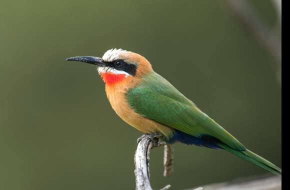 White-fronted Bee-eater Animal Bee-eater Bee-eater wallpapers hd quality