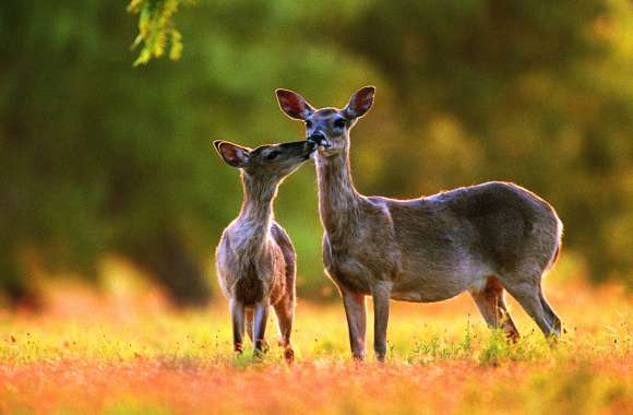 White-Tailed Deer Duo