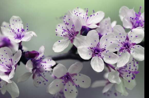 White and Purple Petal Flower Focus