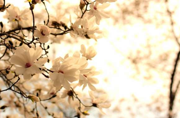 White Blossom Delight