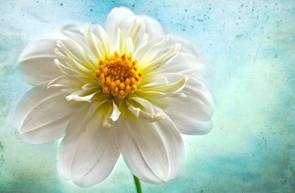 White Flower Close-up Flower Nature Dahlia wallpapers hd quality