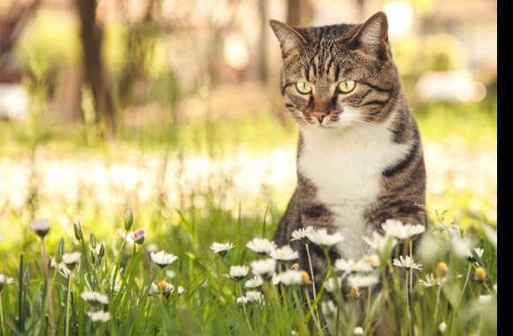 White Flower Depth Of Field Summer Animal Cat