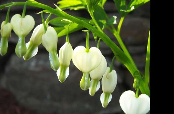 White Flower Flower Nature Bleeding Heart