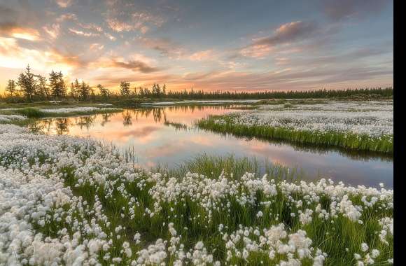 White Flower Flower Nature River Landscape