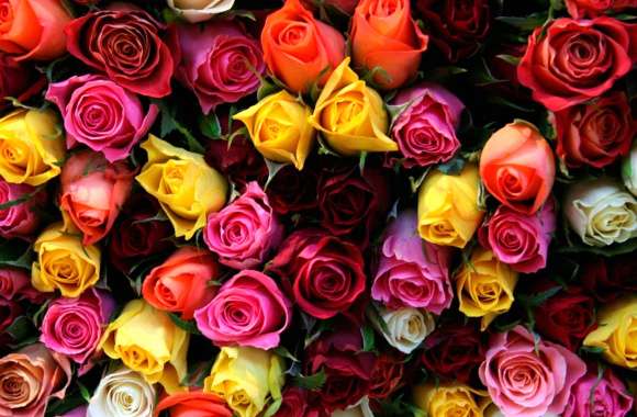 White Flower Orange Flower Pink Flower Red Flower Yellow Flower Flower Close-up Colorful Colors Nature Rose