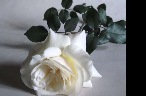 White Flower White Rose Flower Nature Rose wallpapers hd quality