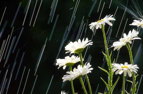 White Flowers in the Rain